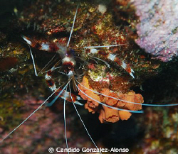 Banded Coral shrimp  by Candido Gonzalez-Alonso 